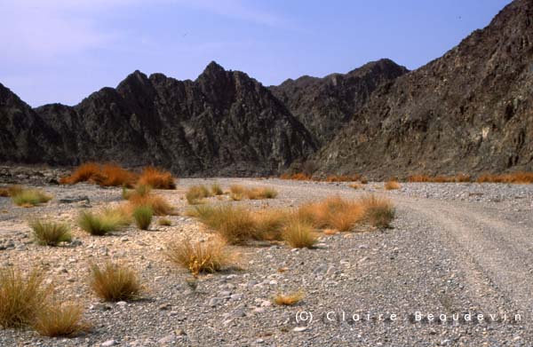 Gal_Oman_Wadi_Abyadh